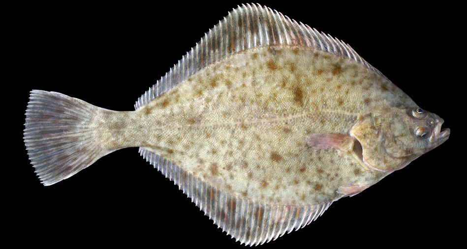 Platichthys flesus_02.jpg